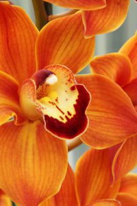 orange_orchid